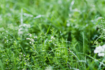 Meadow with fresh green grass in summer day.