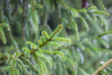 Green branches of a fir-tree close-up. Coniferous tree in the summer forest.