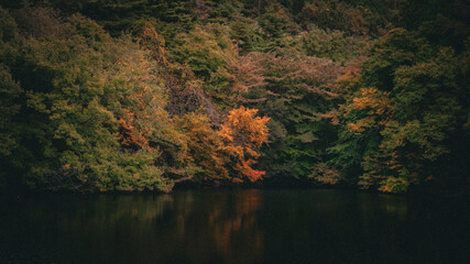 水面に映る紅葉
