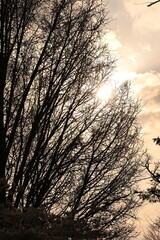 Obraz premium 桜の木と空