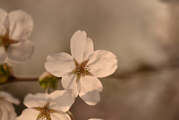ソメイヨシノの花のアップ