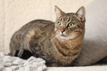 Cute tabby cat lying on sofa at home, closeup