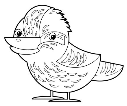 recommend clip art: Cartoon sketch australian animal bird kookaburra on white background illustration