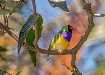 Finch gouldian