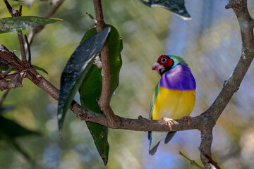 Finch gouldian