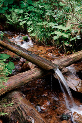 Flowing running stream in green forest