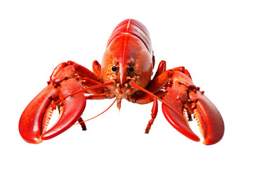 Lobster Luxe Isolated on transparent background