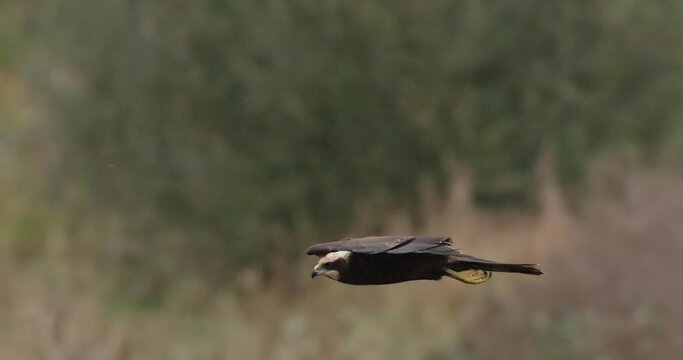 Marsh harrier In flight