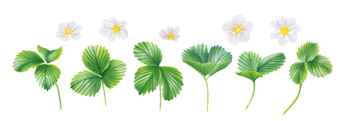 Set of green strawberry leaves and flowers isolated on transparent background. Watercolor hand drawn illustration. For advertising, packaging, menus, invitations, business cards, postcards, printing.