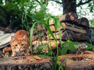 Cute ginger color tabby cat sitting by tree stump, pile of fire wood in the background. Country pet life.