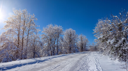 winter landscape with trees