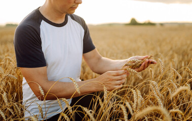 An agronomist in a golden wheat field holds bunches of wheat in his hands, checks the quality. A young farmer controls the growth of his crop. Agriculture concept. Harvesting. © maxbelchenko