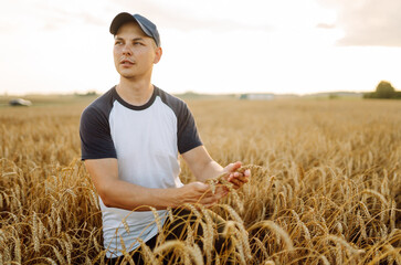 Naklejka na ściany i meble An agronomist in a golden wheat field holds bunches of wheat in his hands, checks the quality. A young farmer controls the growth of his crop. Agriculture concept. Harvesting.