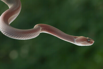 Mangrove pit viper (Trimeresurus purpureomaculatus) close up on branch