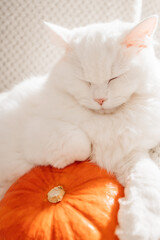 Close-up of a white fluffy cat lying on a pumpkin. Cute pets. Fall mood, autumn vibes.