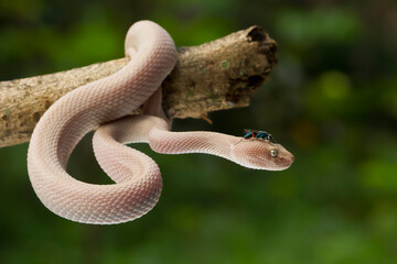 Mangrove pit viper (Trimeresurus purpureomaculatus) close up on branch