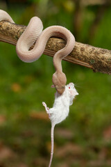 Mangrove pit viper (Trimeresurus purpureomaculatus) close up on branch. Viper eating white rat