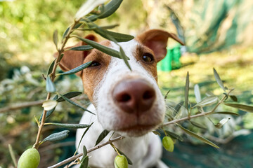 Close up portrait of adorable curious jack russell terrier dog during olives harvesting works in countryside in mediterranean orchard. Defocused foreground. - Powered by Adobe