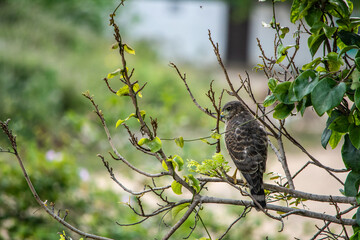 Nos arredores de João Pessoa PB