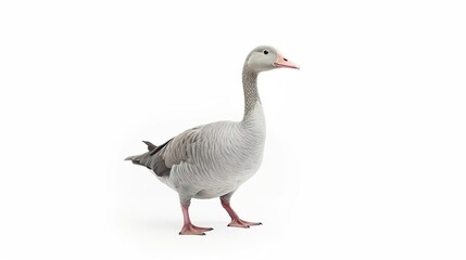 A grey goose isolated on white background