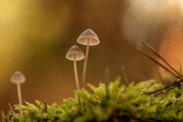 Obrazy na Plexi  grzyby w lesie zielony mech