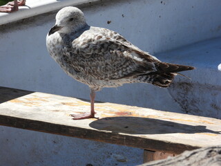 A seagull stands on the seat of a boat