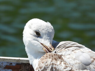A close up view of a seagull's head