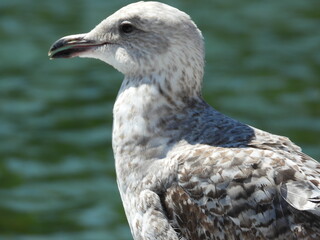 Side view of the head and part of the body of a seagull