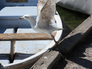 A seagull takes flight from the boat
