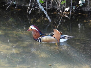 a very colorful duck floats along the river