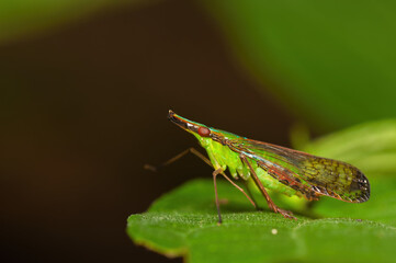 Cigarrinha Dictyophara