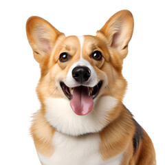 Corgi dog on transparent background