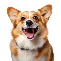 Corgi dog on transparent background