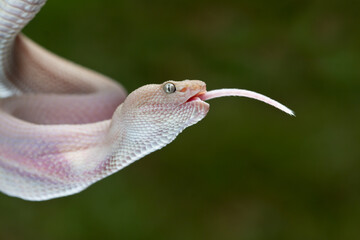 Mangrove pit viper (Trimeresurus purpureomaculatus) .Viper eating white rat
