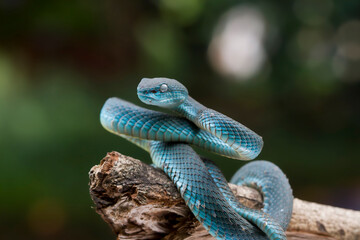Trimeresurus insularis.Blue viper snake on branch, viper snake, blue insularis, Trimeresurus Insularis