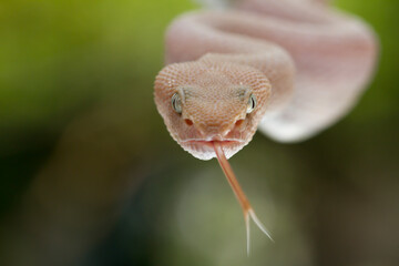 Mangrove pit viper (Trimeresurus purpureomaculatus) on the branch with nature background