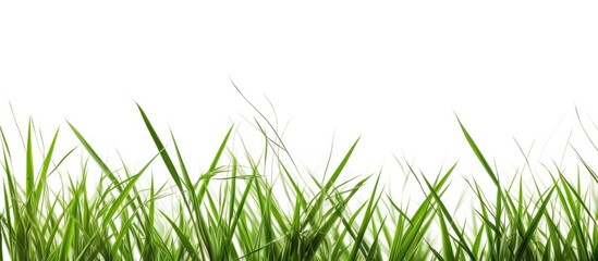 Obraz premium Background of tall grass