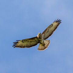 Under wing detail of a common buzzard. Intricate patterning on this raptor.