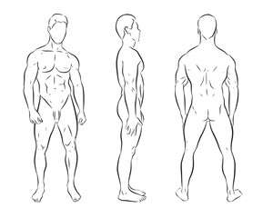  Illustration of the male figure with front, side and back contours, simple lines. Naked muscular man. Vector isolated on transparent background.