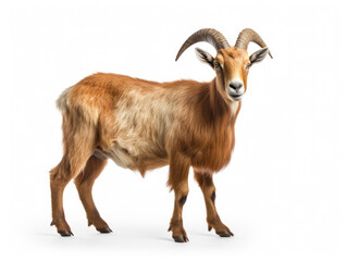 Obraz premium Ibex Studio Shot Isolated on Clear Black Background, Generative AI