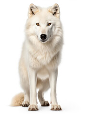 Arctic Wolf Studio Shot Isolated on Clear White Background, Generative AI