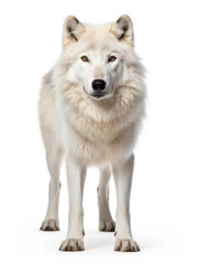 Arctic Wolf Studio Shot Isolated on Clear White Background, Generative AI