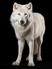 Obraz premium Arctic Wolf Studio Shot Isolated on Clear Black Background, Generative AI