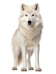 Arctic Wolf Studio Shot Isolated on Clear White Background, Generative AI