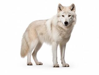 Obraz premium Arctic Wolf Studio Shot Isolated on Clear White Background, Generative AI