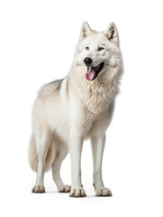 Arctic Wolf Studio Shot Isolated on Clear White Background, Generative AI