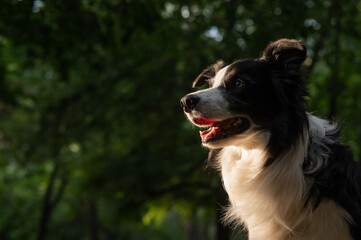 Portrait of a black and white border collie walking in the woods at sunset. 