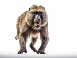 Fototapeta premium Baboon Studio Shot Isolated on Clear White Background, Generative AI