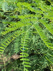 green Leucaena leucocephala leaves in the garden