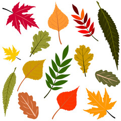 Autumn leaves set isolated on white background. Colored illustration flat design. Oak, poplar, maple leaf